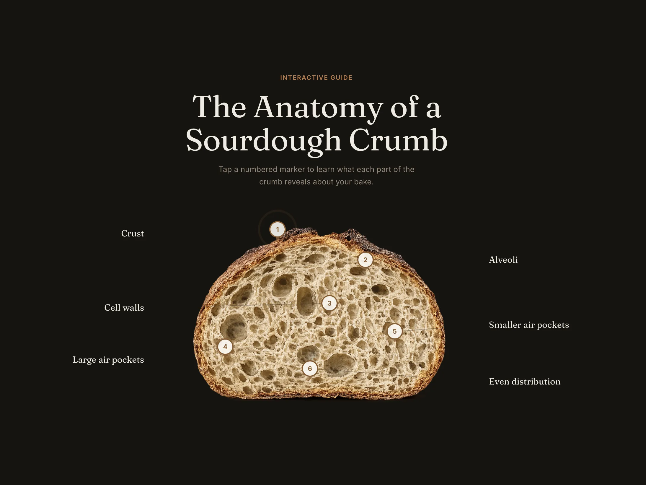 An annotated photograph of a sourdough crumb cross-section, with six numbered markers labelling the crust, alveoli, cell walls and air pockets.