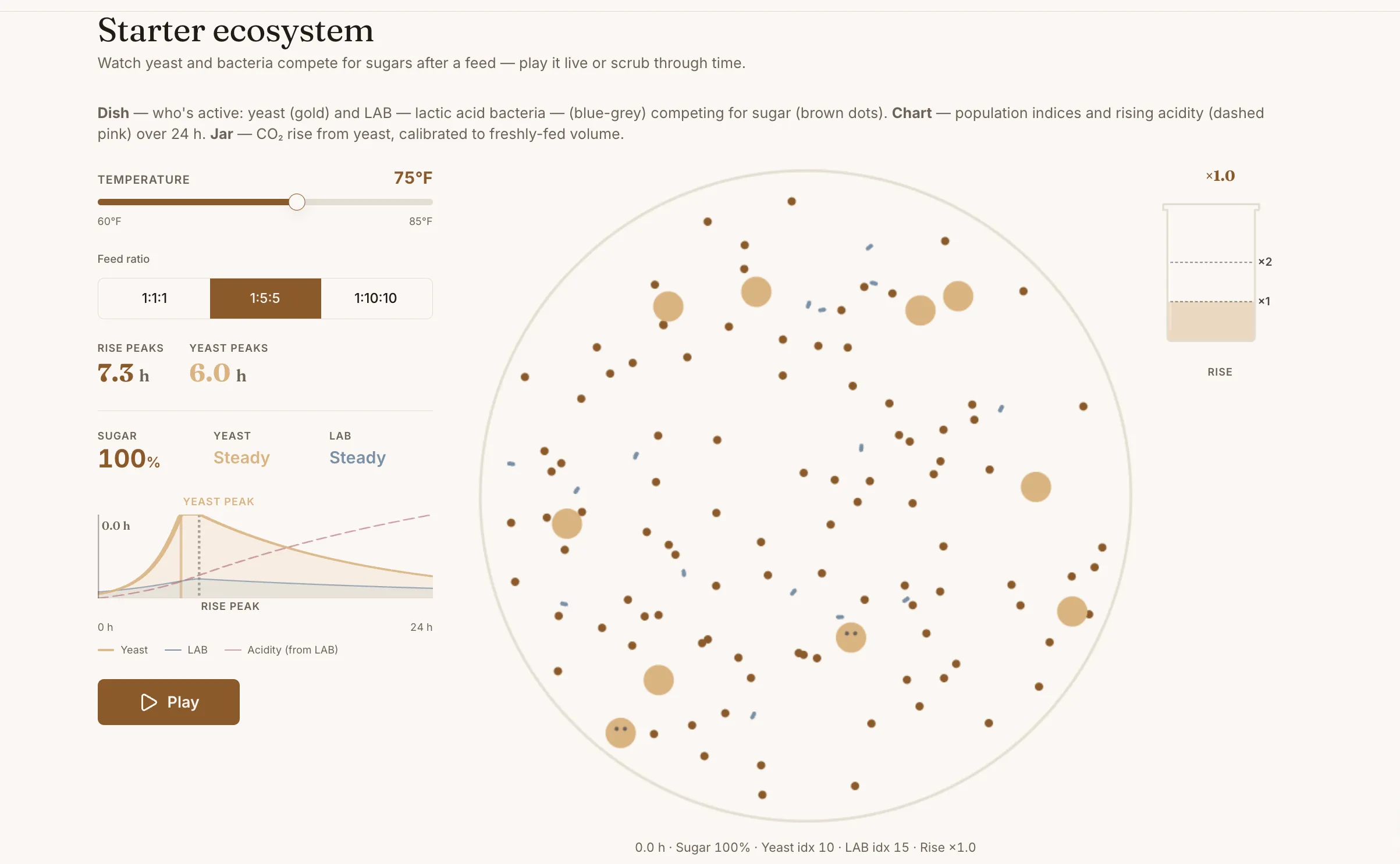 A visualisation of a sourdough starter over 24 hours, showing yeast and bacteria populations competing for available sugar.